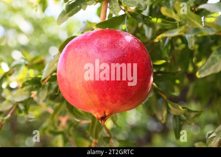 Reife Granatapfelfrüchte hängen am Baum. Stockfoto