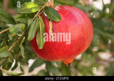 Reife Granatapfelfrüchte hängen am Baum. Stockfoto