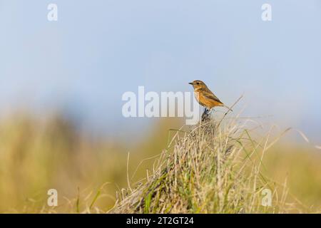 Europäische Stonechat Saxicola rubicola, erwachsenes Weibchen auf Gras, Suffolk, England, Oktober Stockfoto