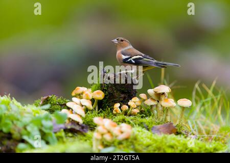 Fringilla coelebs, erwachsener Mann, der auf einem Stumpf zwischen Schwefelbüschel sitzt Hypholoma fasciculare, Pilze, Suffolk, England, Oktober Stockfoto