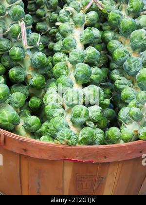 Rosenkohl Geerntet Stockfoto