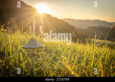 Pilz auf grüner Graswiese in der Nähe von Podskalie Dorf in der Slowakei Herbstfarbenabend Stockfoto