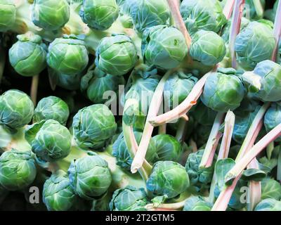 Rosenkohl Geerntet Stockfoto