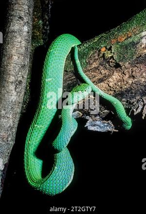 Seitenstreifende Palmlöcher (Bothriechis lateralis) AKA: Grüne Palmlöcher, gelb gesäumte Palmlöcher und Papageienviper, Costa Rica Stockfoto