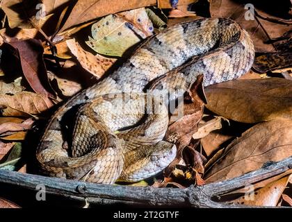 Hognosed Pitviper (Porthidium nasutum), Costa Rica Stockfoto