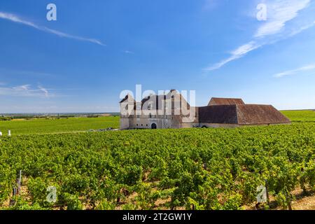 Typische Weinberge in der Nähe von Clos de Vougeot, Cote de Nuits, Burgund, Frankreich Stockfoto