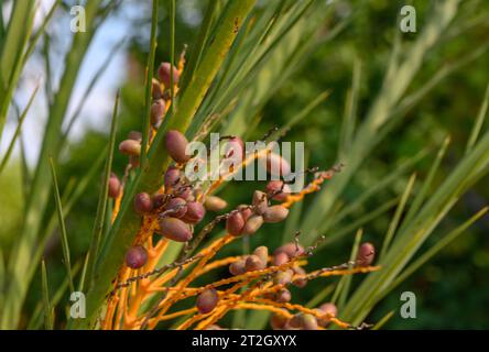 Datumsangaben auf einem Dattelpalme Stockfoto