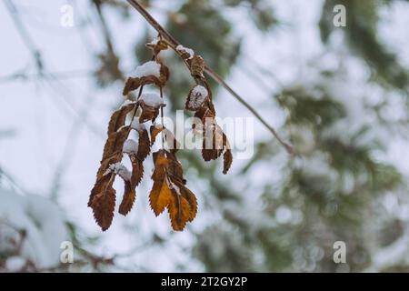 Verblasste rowan-Blätter auf einem Zweig Stockfoto