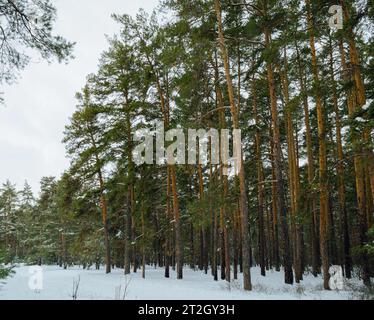 Kiefernwinterwald an einem bewölkten frostigen Tag Stockfoto