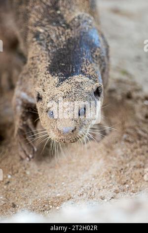 Ein sandbedeckter, glatt beschichteter Otter kehrt zum Eingang seines Flussufers holt unter einer Brücke in Singapur zurück Stockfoto