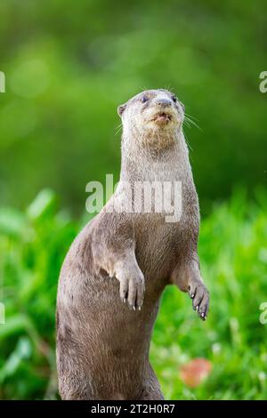 Ein warmer, glatt beschichteter Otter steht auf seinen Hinterbeinen, um über die Bepflanzung am Strand zu blicken und das Risiko seiner menschlichen Nachbarn Singapur einzuschätzen Stockfoto