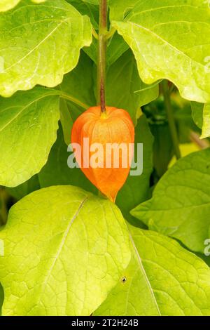 Physalis alkekengi, chinesische Laterne Stockfoto