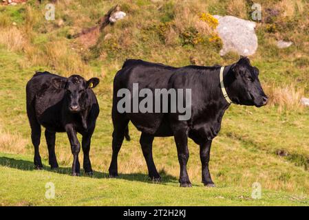 Dartmoor, Devon, England, Großbritannien. 04.09.2023. Schwarzes Rindfleisch weidet auf dem Moor von Dartmoor, Devonshire, Vereinigtes Königreich. Mit reflektierendem Kragen. Stockfoto