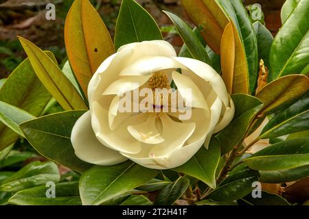 Magnolia grandiflora Exmouth Bull Bay Stockfoto