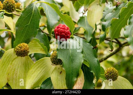 Cornus kousa, Kousa Dogwood Stockfoto