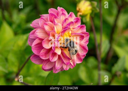 Bienen sammeln Pollen auf Dahlia Stockfoto