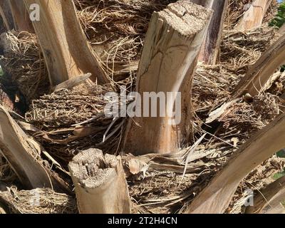 Stammrinde einer großen wunderschönen natürlichen Palme in einem warmen tropischen südlichen Land, Resort. Hintergrund, Textur. Stockfoto