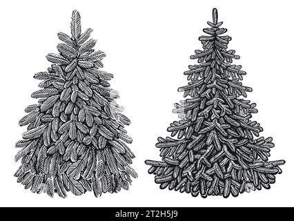 Handgezeichneter wunderschöner immergrüner Tannenbaum im Vintage-Gravurstil. Illustration des Skizzenvektors Stock Vektor