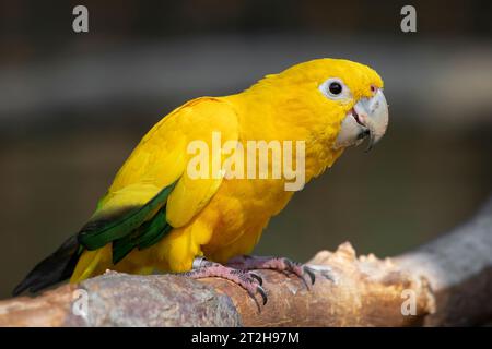 Eine Nahaufnahme einer bayerischen Königin, auch bekannt als goldener Sittich oder goldene Konure, Guaruba Guarouba. Stockfoto