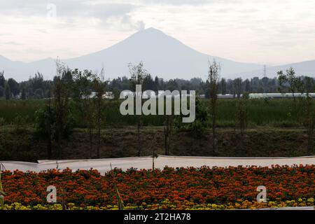 Mexiko-Stadt, Mexiko. Oktober 2023. 19. Oktober 2023, Mexiko-Stadt: Cempasuchil Blumenfelder im ejido in San Gregorio Atlapulco im Büro des Bürgermeisters von Xochimilco in Mexiko-Stadt. Am 19. Oktober 2023 in Mexiko-Stadt, Mexiko (Foto: Luis Barron/Eyepix Group/SIPA USA). Quelle: SIPA USA/Alamy Live News Stockfoto