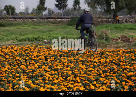 Mexiko-Stadt, Mexiko. Oktober 2023. 19. Oktober 2023, Mexiko-Stadt: Cempasuchil Blumenfelder im ejido in San Gregorio Atlapulco im Büro des Bürgermeisters von Xochimilco in Mexiko-Stadt. Am 19. Oktober 2023 in Mexiko-Stadt, Mexiko (Foto: Luis Barron/Eyepix Group/SIPA USA). Quelle: SIPA USA/Alamy Live News Stockfoto