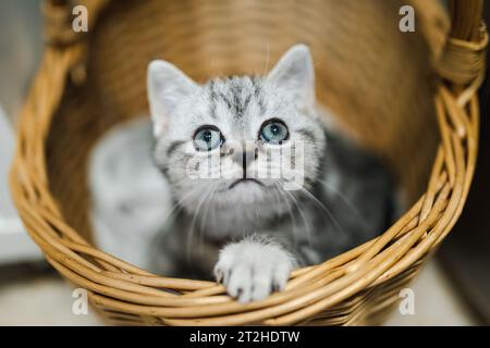 Britisches Kurzhaar-silbernes Tabby-Kätzchen, das sich in Korb ruht. Junge Hauskatze, die zu Hause drinnen bleibt. Stockfoto