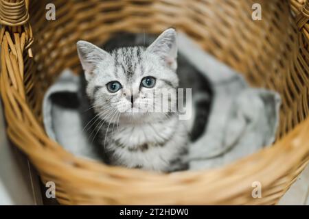 Britisches Kurzhaar-silbernes Tabby-Kätzchen, das sich in Korb ruht. Junge Hauskatze, die zu Hause drinnen bleibt. Stockfoto