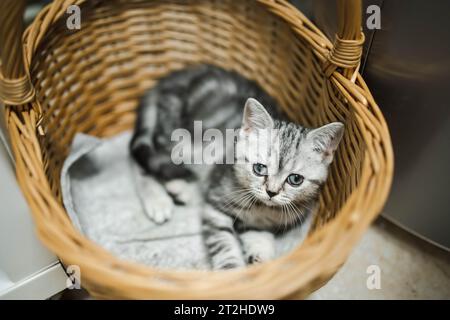 Britisches Kurzhaar-silbernes Tabby-Kätzchen, das sich in Korb ruht. Junge Hauskatze, die zu Hause drinnen bleibt. Stockfoto