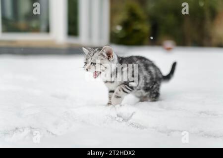 Britisches Kurzhaar-silbernes Tabby-Kätzchen, das an einem schneebedeckten Wintertag in einem Hinterhof spaziert. Junge Hauskatze, die im Freien Spaß im Garten oder im Hinterhof hat Stockfoto
