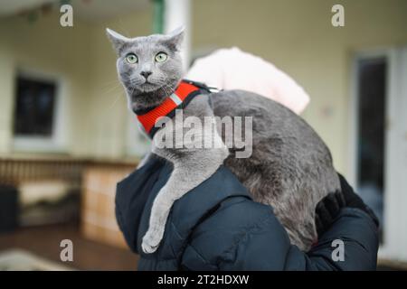 Reinrassige russische blaue Katze, die an einem verschneiten Wintertag in einem Hinterhof spaziert. Junge Hauskatze, die im Freien Spaß im Garten oder im Hinterhof hat. Stockfoto