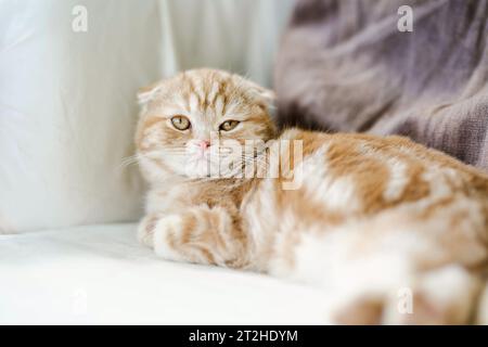 Rotes schottisches Faltkätzchen, das sich auf einem Sofa im Wohnzimmer ausruhen lässt. Junge Hauskatze, die zu Hause drinnen bleibt. Stockfoto