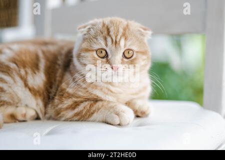 Rotes schottisches Faltkätzchen, das sich auf einem Sofa im Wohnzimmer ausruhen lässt. Junge Hauskatze, die zu Hause drinnen bleibt. Stockfoto