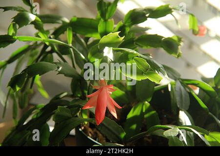 Nahaufnahme einer blühenden Schlumbergera-Pflanze Stockfoto