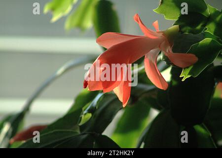 Nahaufnahme einer blühenden Schlumbergera-Pflanze Stockfoto