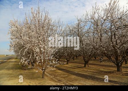 Mandelbäume - Kalifornien Stockfoto