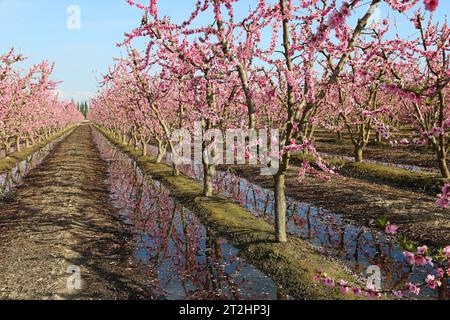 Bewässerung von Pfirsichplantagen - Kalifornien Stockfoto