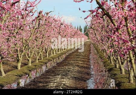 Pfirsichplantage - Kalifornien Stockfoto