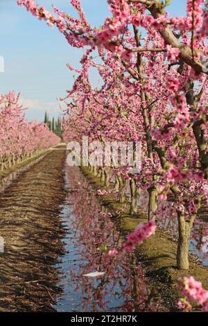 Pfirsichbaum vertikal - Kalifornien Stockfoto