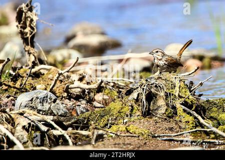 Sparrow am Rande des Baches im San Pedro Flussbecken in der Gemeinde San Santa Cruz, Sonora (Foto: Luis Gutierrez) Gorrion a la orila del aroyo en la cuenca del rio San Pedro el municipio de San Santa Cruz, Sonora (Foto: Luis Gutierrez) Stockfoto
