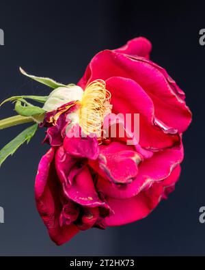 Rote Rosenblüte, schillernde Welken und Locken, Staubblätter, die sich zeigen, während die Hälfte der Blütenblätter abgefallen ist, beleuchtet auf einem dunkelblauen grauen Hintergrund Stockfoto