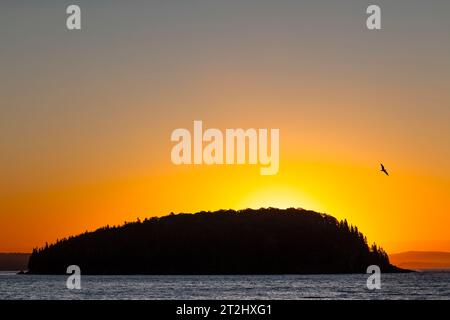 Kahlen Porcupine Island Sunrise Bar Harbor, Maine, USA Stockfoto