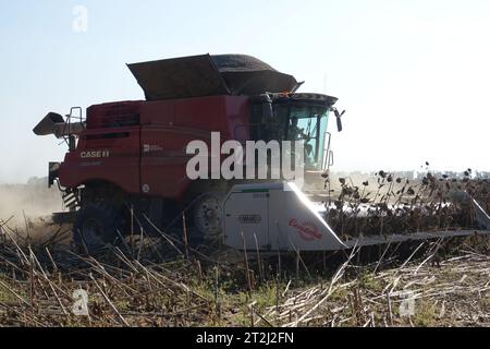Kiew, Ukraine. September 2023. Ein Mähdrescher des deutschen Unternehmens UIFK Agro in der Ukraine erntet Sonnenblumen auf einem großen Feld. (Zu "im zweiten Kriegsjahr sitzen ukrainische Bauern auf der Ernte") Credit: Friedemann Kohler/dpa/Alamy Live News Stockfoto