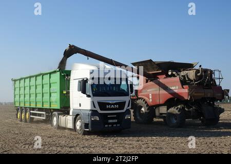 Kiew, Ukraine. September 2023. Ein Mähdrescher des deutschen Landwirtschaftsunternehmens UIFK Agro in der Ukraine lädt geerntete Sonnenblumensamen auf einen Lkw. (Zu "im zweiten Kriegsjahr sitzen ukrainische Bauern auf ihrer Ernte") Credit: Friedemann Kohler/dpa/Alamy Live News Stockfoto