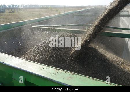Kiew, Ukraine. September 2023. Ein Mähdrescher des deutschen Landwirtschaftsunternehmens UIFK Agro in der Ukraine lädt geerntete Sonnenblumensamen auf einen Lkw. Quelle: Friedemann Kohler/dpa/Alamy Live News Stockfoto