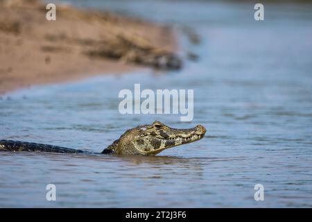 In den noch tropischen Gewässern des brasilianischen Pantanals lauert Gefahr, wenn ein wachsamer Kaiman (Caiman crocodilus) einen Fluss überquert. Stockfoto