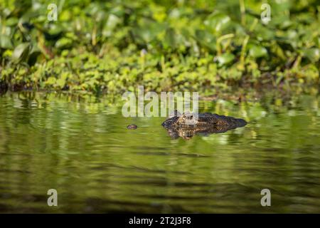 In den noch tropischen Gewässern des brasilianischen Pantanals lauert Gefahr, während ein wachsamer Kaiman (Caiman crocodilus) geduldig auf eine Mahlzeit wartet. Stockfoto