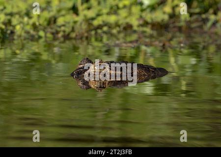 In den noch tropischen Gewässern des brasilianischen Pantanals lauert Gefahr, während ein wachsamer Kaiman (Caiman crocodilus) geduldig auf eine Mahlzeit wartet. Stockfoto