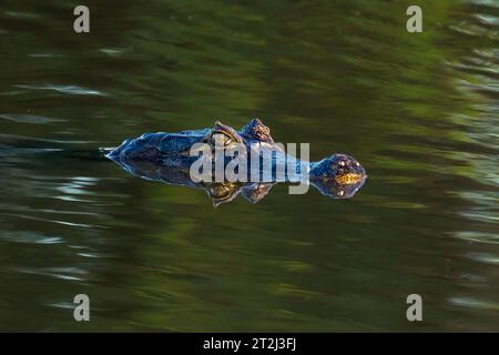 In den noch tropischen Gewässern des brasilianischen Pantanals lauert Gefahr, während ein wachsamer Kaiman (Caiman crocodilus) geduldig auf eine Mahlzeit wartet. Stockfoto