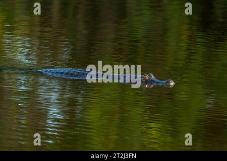 In den noch tropischen Gewässern des brasilianischen Pantanals lauert Gefahr, während ein wachsamer Kaiman (Caiman crocodilus) geduldig auf eine Mahlzeit wartet. Stockfoto