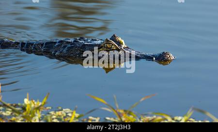 In den noch tropischen Gewässern des brasilianischen Pantanals lauert Gefahr, während ein wachsamer Kaiman (Caiman crocodilus) geduldig auf eine Mahlzeit wartet. Stockfoto